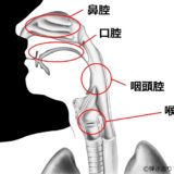 共鳴腔とは鼻腔、口腔、喉頭腔、咽頭腔の4つを総称したもの