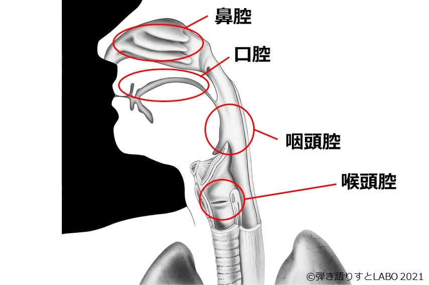 共鳴腔とは鼻腔、口腔、喉頭腔、咽頭腔の4つを総称したもの