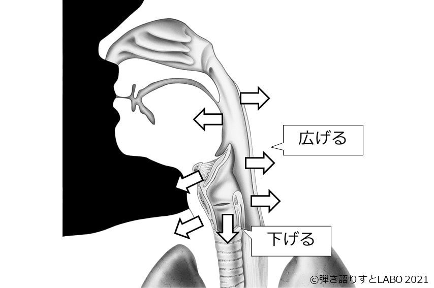 咽頭腔～喉頭腔を前後に広げつつ、喉頭は下げる