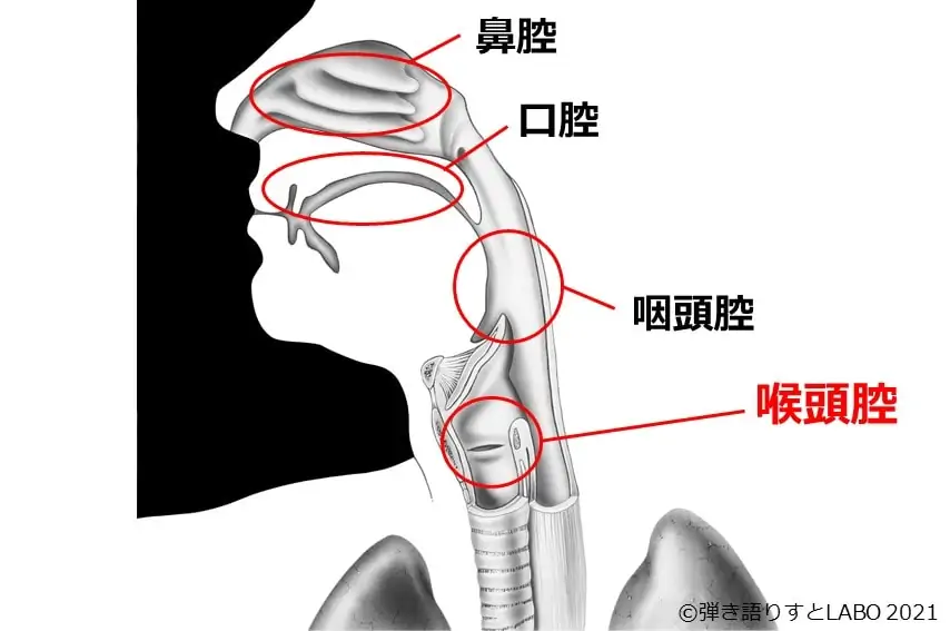 共鳴腔の喉頭腔を示した図