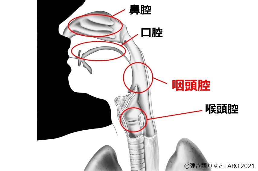 共鳴腔の咽頭腔を示した図