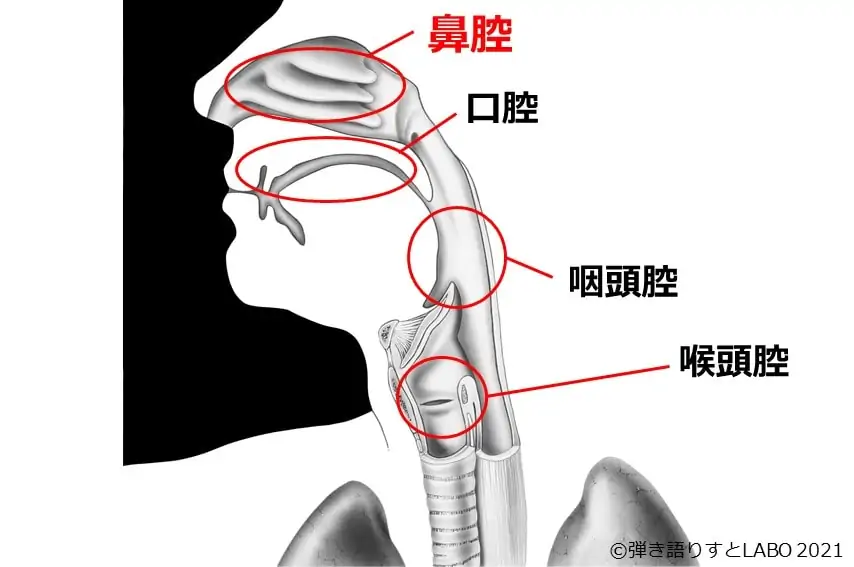 共鳴腔の鼻腔を示した図