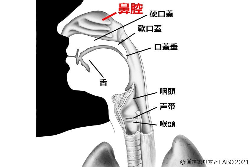 声に関わる体の器官 鼻腔