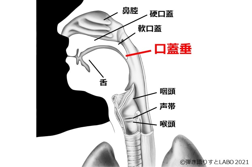 声に関わる体の器官 口蓋垂