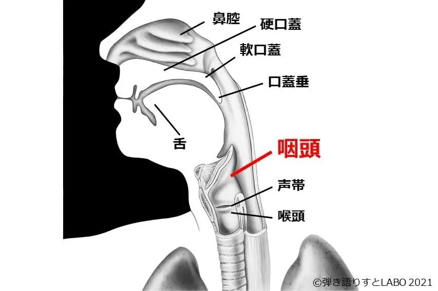 声に関わる体の器官 咽頭