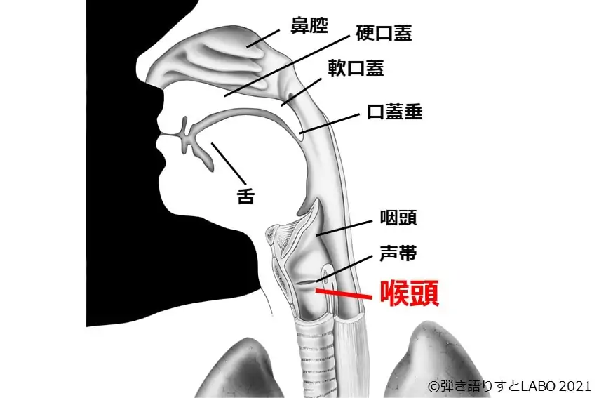 声に関わる体の器官 喉頭