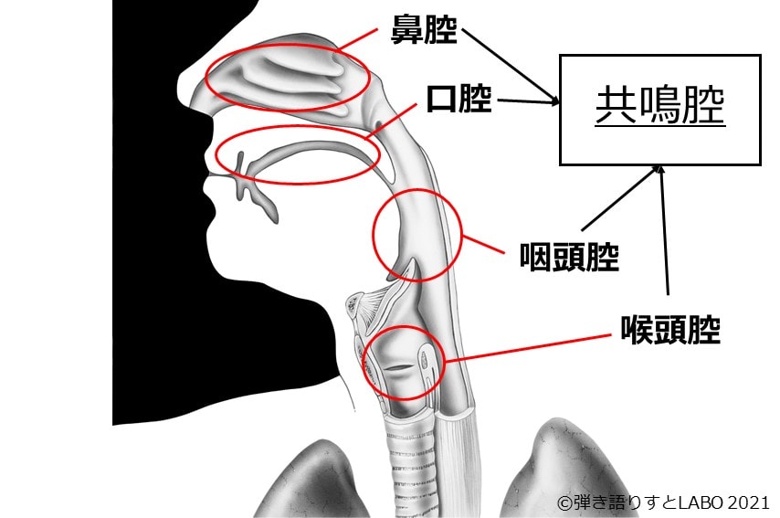 共鳴腔は鼻腔、口腔、咽頭腔、喉頭腔の4つで構成されている