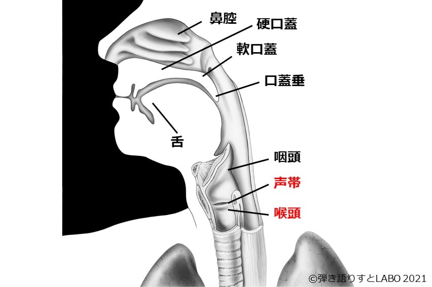 声に関する体の器官。声帯と喉頭の位置を示した図