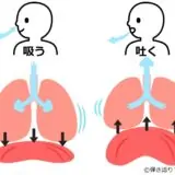 腹式呼吸で息を吸うときと吐くときの肺と横隔膜の動き