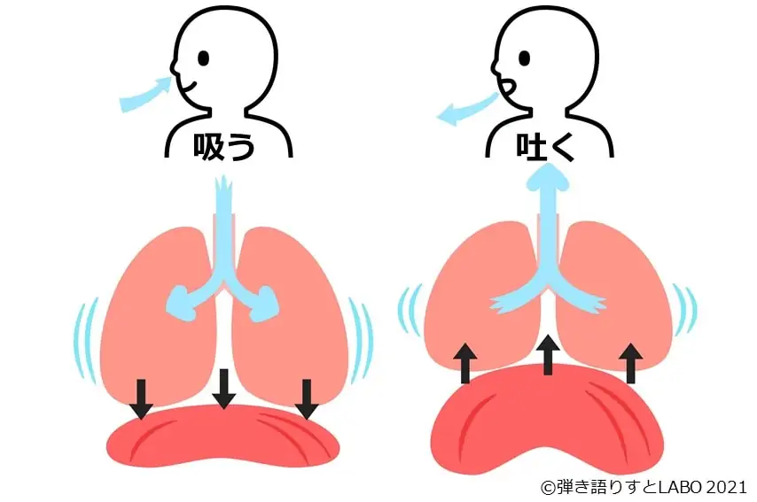 腹式呼吸で息を吸うときと吐くときの肺と横隔膜の動き