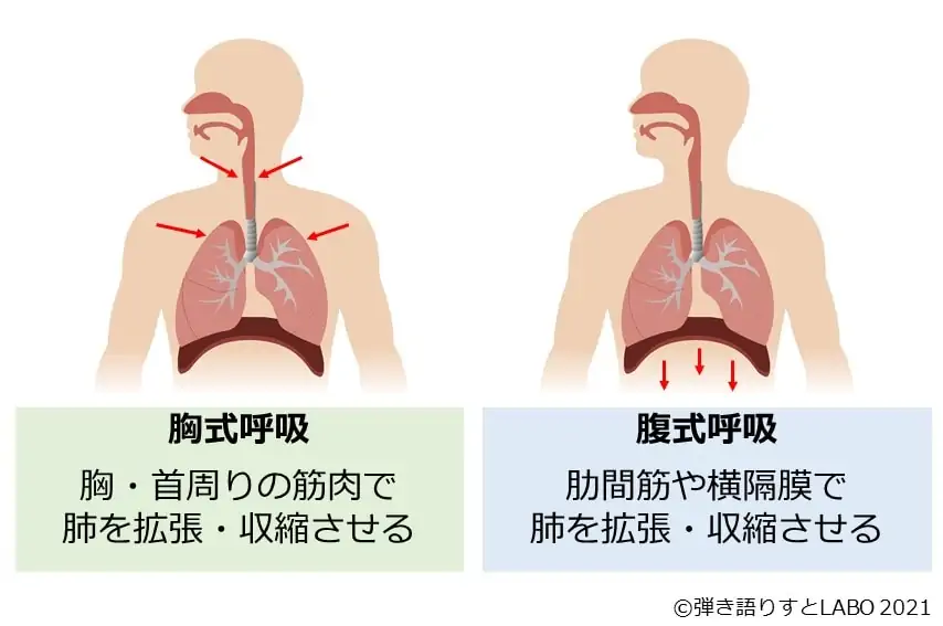 胸式呼吸と腹式呼吸の違いを図で説明した画像