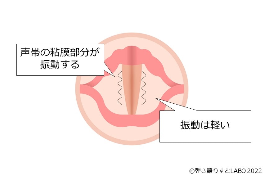 裏声は声帯の粘膜部分が振動する